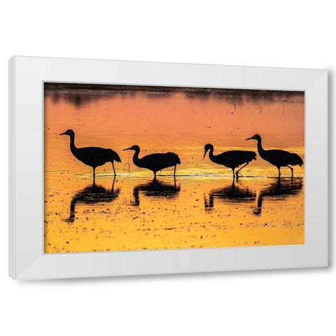USA-New Mexico-Bosque Del Apache National Wildlife Refuge-Sandhill crane silhouettes in water at su White Modern Wood Framed Art Print by Jaynes Gallery