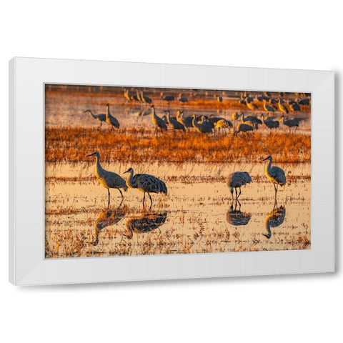 USA-New Mexico-Bosque Del Apache National Wildlife Refuge-Sandhill cranes in water at sunrise White Modern Wood Framed Art Print by Jaynes Gallery