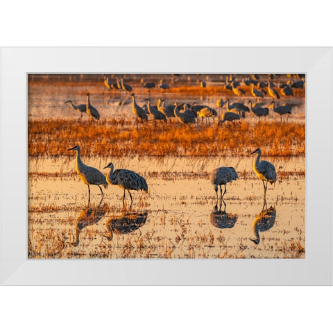 USA-New Mexico-Bosque Del Apache National Wildlife Refuge-Sandhill cranes in water at sunrise White Modern Wood Framed Art Print by Jaynes Gallery