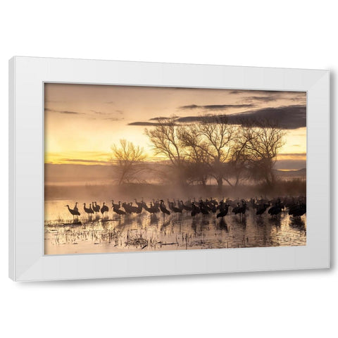 USA-New Mexico-Bernardo Wildlife Management Area-Sandhill cranes in water on foggy sunrise White Modern Wood Framed Art Print by Jaynes Gallery