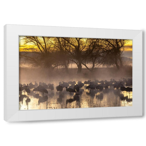 USA-New Mexico-Bernardo Wildlife Management Area-Sandhill cranes in water on foggy sunrise White Modern Wood Framed Art Print by Jaynes Gallery