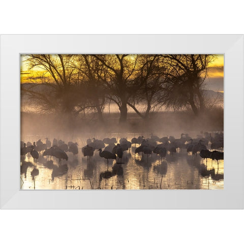 USA-New Mexico-Bernardo Wildlife Management Area-Sandhill cranes in water on foggy sunrise White Modern Wood Framed Art Print by Jaynes Gallery