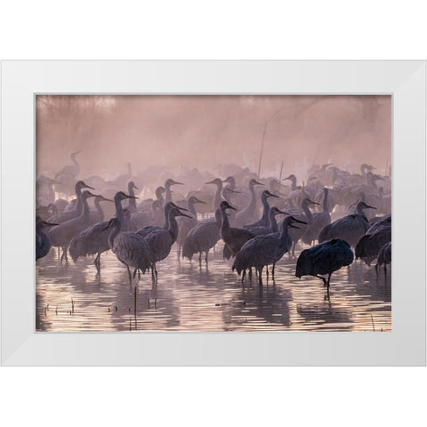 USA-New Mexico-Bernardo Wildlife Management Area-Sandhill cranes and foggy sunrise White Modern Wood Framed Art Print by Jaynes Gallery