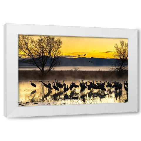 USA-New Mexico-Bernardo Wildlife Management Area-Sandhill cranes in water on foggy sunrise White Modern Wood Framed Art Print by Jaynes Gallery