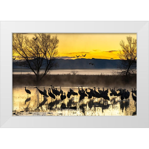 USA-New Mexico-Bernardo Wildlife Management Area-Sandhill cranes in water on foggy sunrise White Modern Wood Framed Art Print by Jaynes Gallery