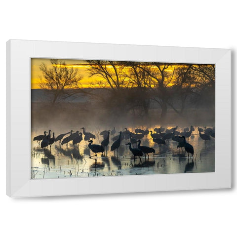 USA-New Mexico-Bernardo Wildlife Management Area-Sandhill cranes in water on foggy sunrise White Modern Wood Framed Art Print by Jaynes Gallery