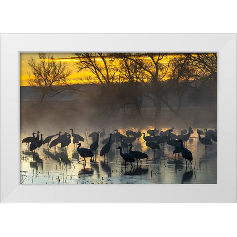 USA-New Mexico-Bernardo Wildlife Management Area-Sandhill cranes in water on foggy sunrise White Modern Wood Framed Art Print by Jaynes Gallery