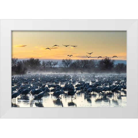 USA-New Mexico-Bernardo Wildlife Management Area-Sandhill cranes in water on foggy sunrise White Modern Wood Framed Art Print by Jaynes Gallery