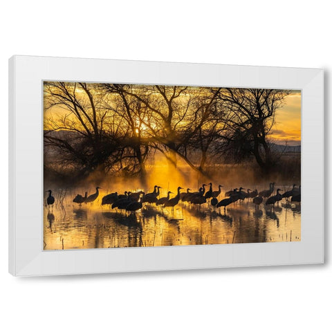 USA-New Mexico-Bernardo Wildlife Management Area-Sandhill cranes in water on foggy sunrise White Modern Wood Framed Art Print by Jaynes Gallery
