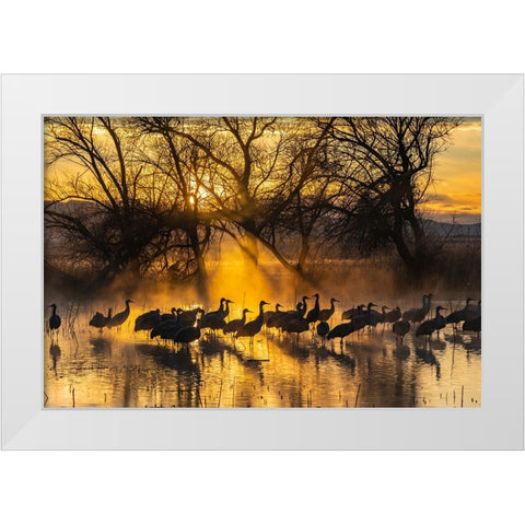 USA-New Mexico-Bernardo Wildlife Management Area-Sandhill cranes in water on foggy sunrise White Modern Wood Framed Art Print by Jaynes Gallery