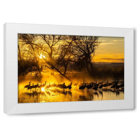 USA-New Mexico-Bernardo Wildlife Management Area-Sandhill cranes in water on foggy sunrise White Modern Wood Framed Art Print by Jaynes Gallery