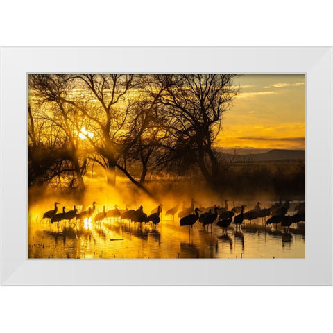 USA-New Mexico-Bernardo Wildlife Management Area-Sandhill cranes in water on foggy sunrise White Modern Wood Framed Art Print by Jaynes Gallery