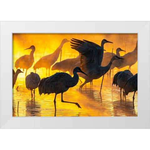 USA-New Mexico-Bernardo Wildlife Management Area-Sandhill cranes in water on foggy sunrise White Modern Wood Framed Art Print by Jaynes Gallery