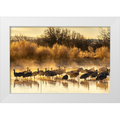USA-New Mexico-Bernardo Wildlife Management Area-Sandhill cranes in water on foggy sunrise White Modern Wood Framed Art Print by Jaynes Gallery