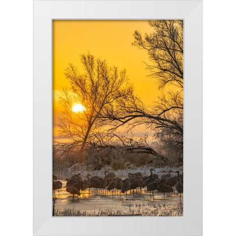 USA-New Mexico-Bernardo Wildlife Management Area-Sandhill cranes in icy water on foggy sunrise White Modern Wood Framed Art Print by Jaynes Gallery