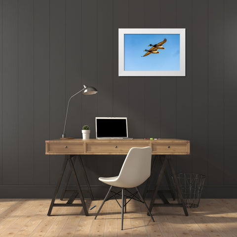 USA-New Mexico-Bosque del Apache National Wildlife Refuge-Mallard drakes in flight White Modern Wood Framed Art Print by Jaynes Gallery