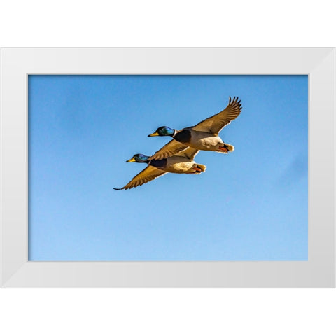 USA-New Mexico-Bosque del Apache National Wildlife Refuge-Mallard drakes in flight White Modern Wood Framed Art Print by Jaynes Gallery