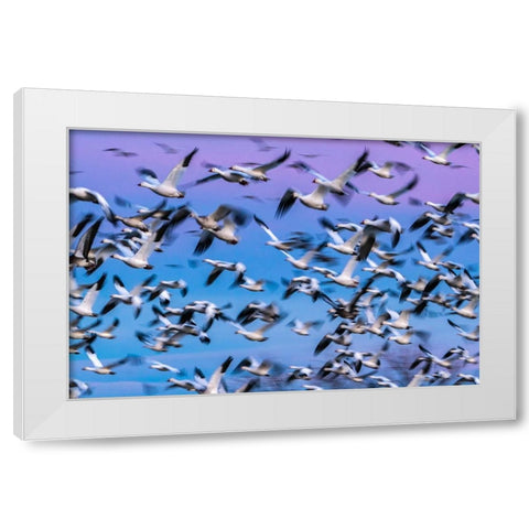 USA-New Mexico-Bernardo Wildlife Management Area-Blur of snow geese in flight at sunset White Modern Wood Framed Art Print by Jaynes Gallery