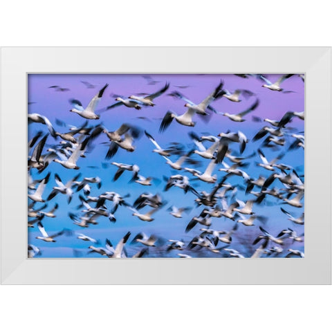 USA-New Mexico-Bernardo Wildlife Management Area-Blur of snow geese in flight at sunset White Modern Wood Framed Art Print by Jaynes Gallery
