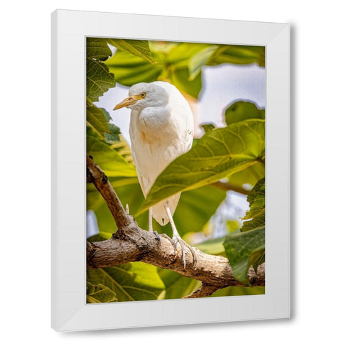 USA-New Mexico-Alamogordo-Alameda Park Zoo Cattle egret in tree White Modern Wood Framed Art Print by Jaynes Gallery