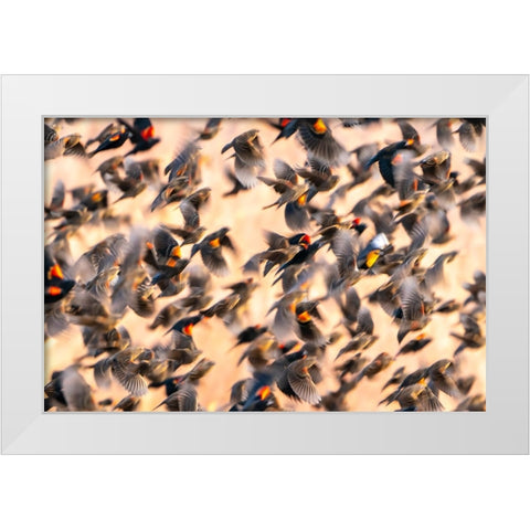 USA- New Mexico- Bosque Del Apache National Wildlife Refuge. Red-winged blackbird flock flying. White Modern Wood Framed Art Print by Jaynes Gallery