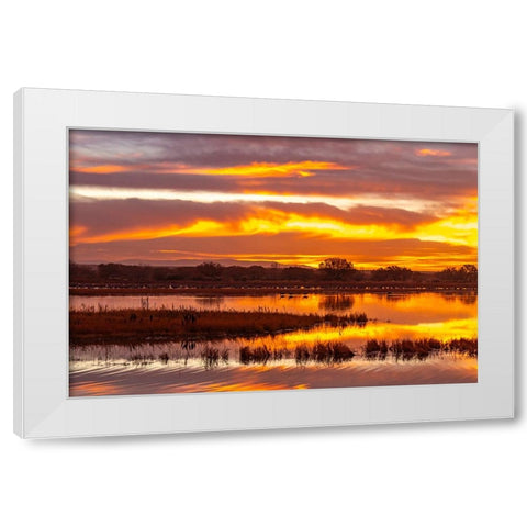 USA- New Mexico- Bosque Del Apache National Wildlife Refuge. Sunrise reflections on ponds. White Modern Wood Framed Art Print by Jaynes Gallery