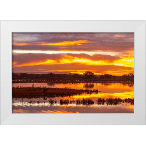 USA- New Mexico- Bosque Del Apache National Wildlife Refuge. Sunrise reflections on ponds. White Modern Wood Framed Art Print by Jaynes Gallery