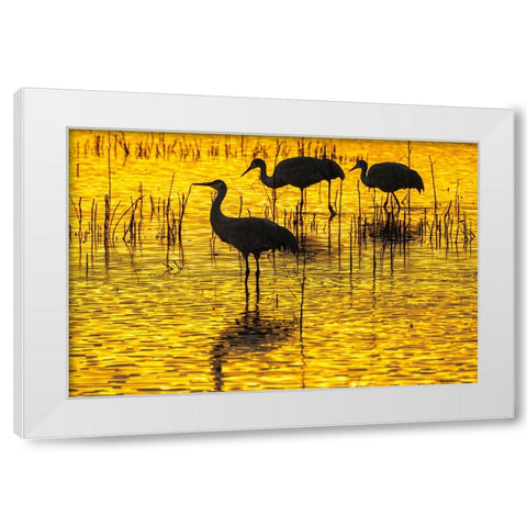 USA- New Mexico- Bosque Del Apache National Wildlife Refuge. Sandhill crane silhouettes at sunset. White Modern Wood Framed Art Print by Jaynes Gallery