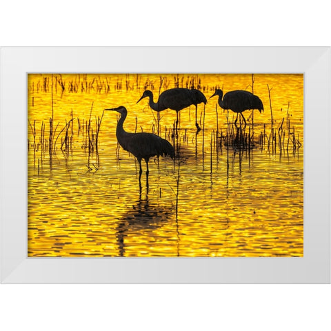 USA- New Mexico- Bosque Del Apache National Wildlife Refuge. Sandhill crane silhouettes at sunset. White Modern Wood Framed Art Print by Jaynes Gallery