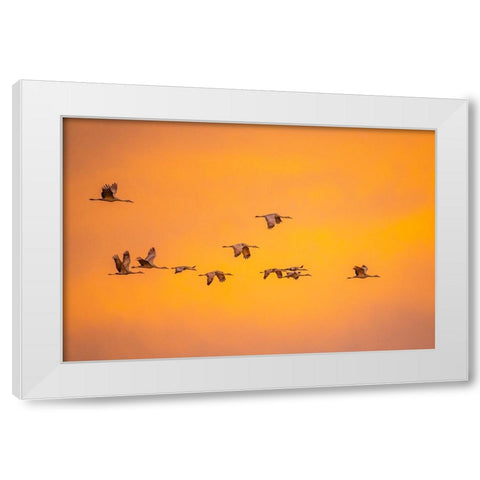 USA- New Mexico- Bosque Del Apache National Wildlife Refuge. Sandhill cranes flying at sunset. White Modern Wood Framed Art Print by Jaynes Gallery