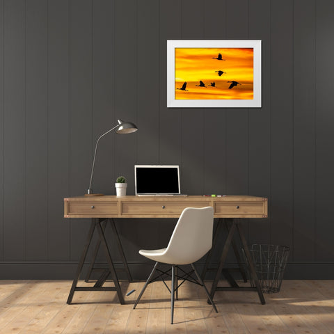 USA- New Mexico- Bosque Del Apache National Wildlife Refuge. Sandhill cranes flying at sunset. White Modern Wood Framed Art Print by Jaynes Gallery