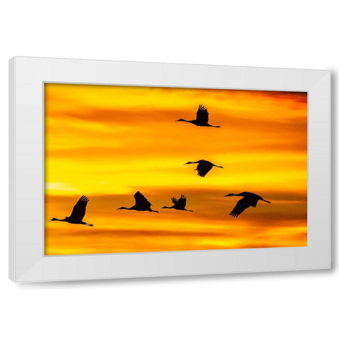 USA- New Mexico- Bosque Del Apache National Wildlife Refuge. Sandhill cranes flying at sunset. White Modern Wood Framed Art Print by Jaynes Gallery