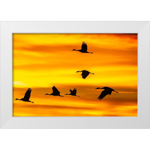 USA- New Mexico- Bosque Del Apache National Wildlife Refuge. Sandhill cranes flying at sunset. White Modern Wood Framed Art Print by Jaynes Gallery
