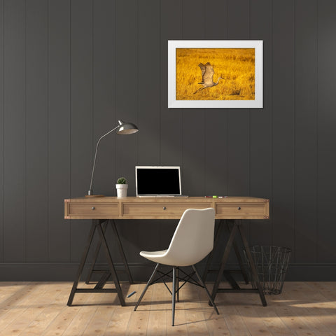 USA- New Mexico- Bosque Del Apache National Wildlife Refuge. Sandhill crane flying. White Modern Wood Framed Art Print by Jaynes Gallery