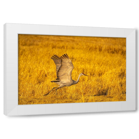 USA- New Mexico- Bosque Del Apache National Wildlife Refuge. Sandhill crane flying. White Modern Wood Framed Art Print by Jaynes Gallery