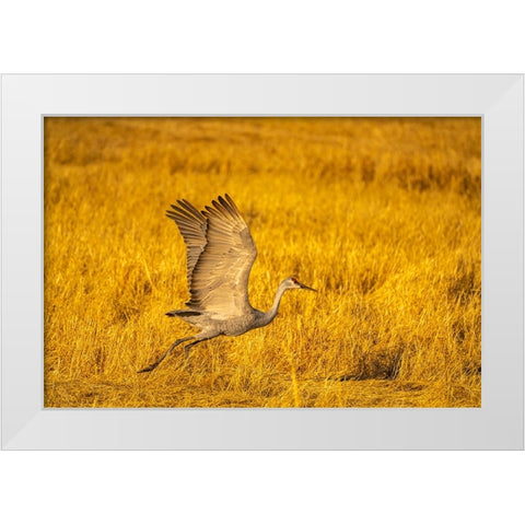 USA- New Mexico- Bosque Del Apache National Wildlife Refuge. Sandhill crane flying. White Modern Wood Framed Art Print by Jaynes Gallery