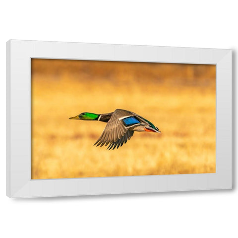 USA- New Mexico- Bosque Del Apache National Wildlife Refuge. Mallard drake duck flying White Modern Wood Framed Art Print by Jaynes Gallery