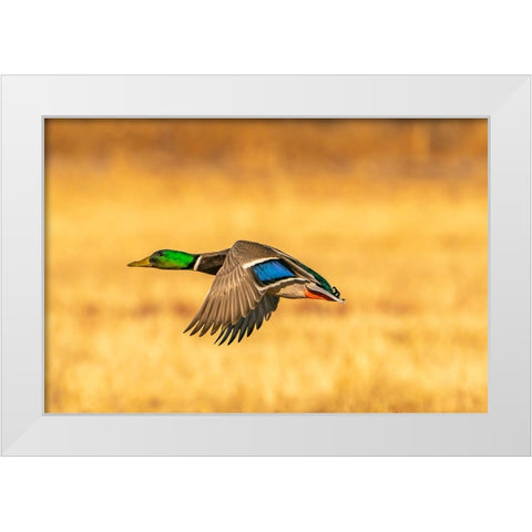 USA- New Mexico- Bosque Del Apache National Wildlife Refuge. Mallard drake duck flying White Modern Wood Framed Art Print by Jaynes Gallery