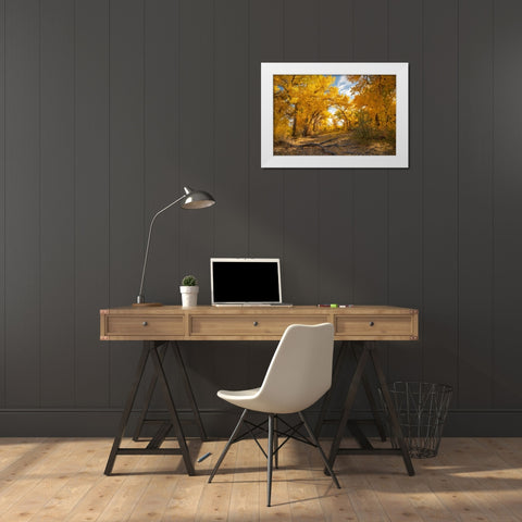 USA- New Mexico- Sandoval County. Cottonwood trees in autumn. White Modern Wood Framed Art Print by Jaynes Gallery