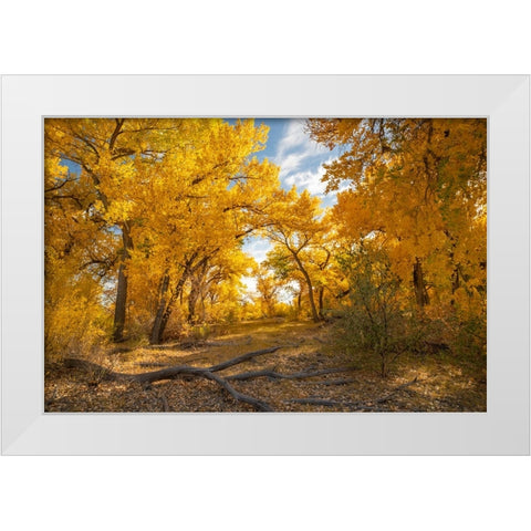 USA- New Mexico- Sandoval County. Cottonwood trees in autumn. White Modern Wood Framed Art Print by Jaynes Gallery