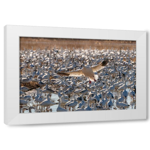 USA- New Mexico- Bosque Del Apache National Wildlife Refuge. Snow goose landing in flock. White Modern Wood Framed Art Print by Jaynes Gallery