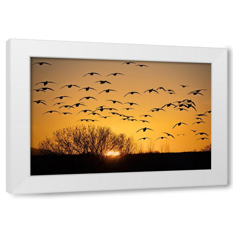 USA- New Mexico- Bosque Del Apache National Wildlife Refuge. Birds in silhouette at sunrise. White Modern Wood Framed Art Print by Jaynes Gallery