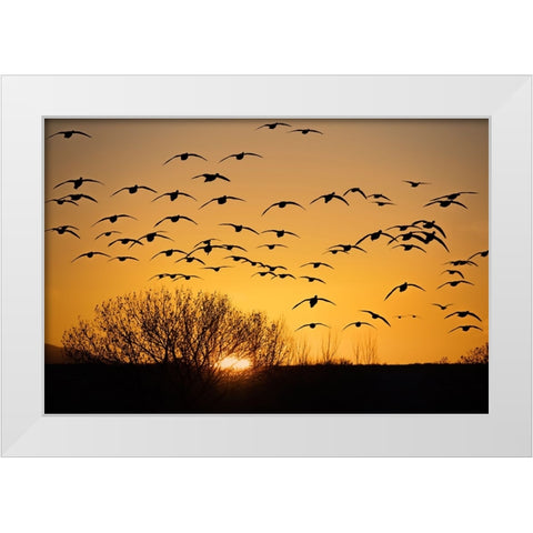 USA- New Mexico- Bosque Del Apache National Wildlife Refuge. Birds in silhouette at sunrise. White Modern Wood Framed Art Print by Jaynes Gallery