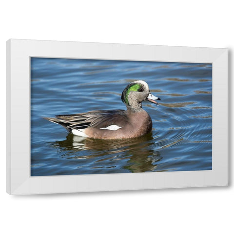 USA- New Mexico- Socorro. American wigeon in small pond White Modern Wood Framed Art Print by Gulin, Darrell
