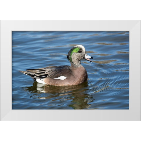USA- New Mexico- Socorro. American wigeon in small pond White Modern Wood Framed Art Print by Gulin, Darrell