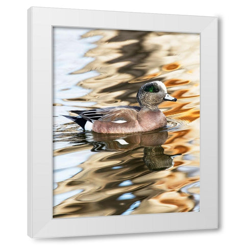 USA- New Mexico- Socorro. American wigeon in small pond White Modern Wood Framed Art Print by Gulin, Darrell