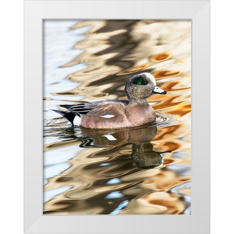 USA- New Mexico- Socorro. American wigeon in small pond White Modern Wood Framed Art Print by Gulin, Darrell