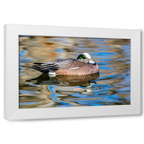 USA- New Mexico- Socorro. American wigeon in small pond White Modern Wood Framed Art Print by Gulin, Darrell