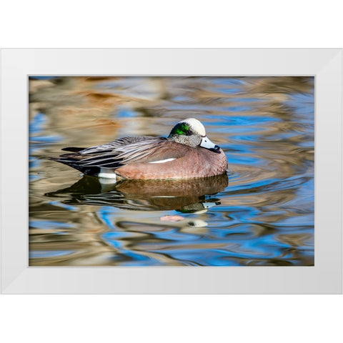 USA- New Mexico- Socorro. American wigeon in small pond White Modern Wood Framed Art Print by Gulin, Darrell
