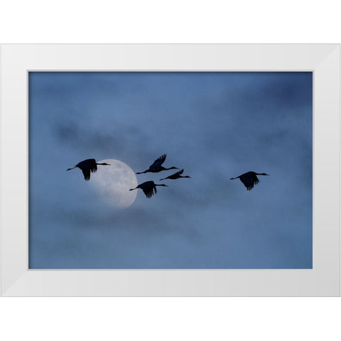 USA- New Mexico. Bosque Del Apache National Wildlife Refuge White Modern Wood Framed Art Print by Gulin, Darrell